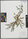 Foto von Salix viminalis L.